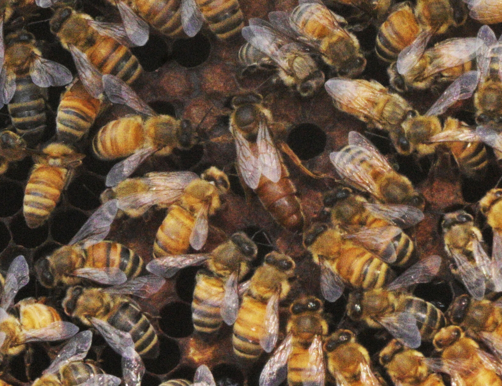 072824-life-bees 04.JPG